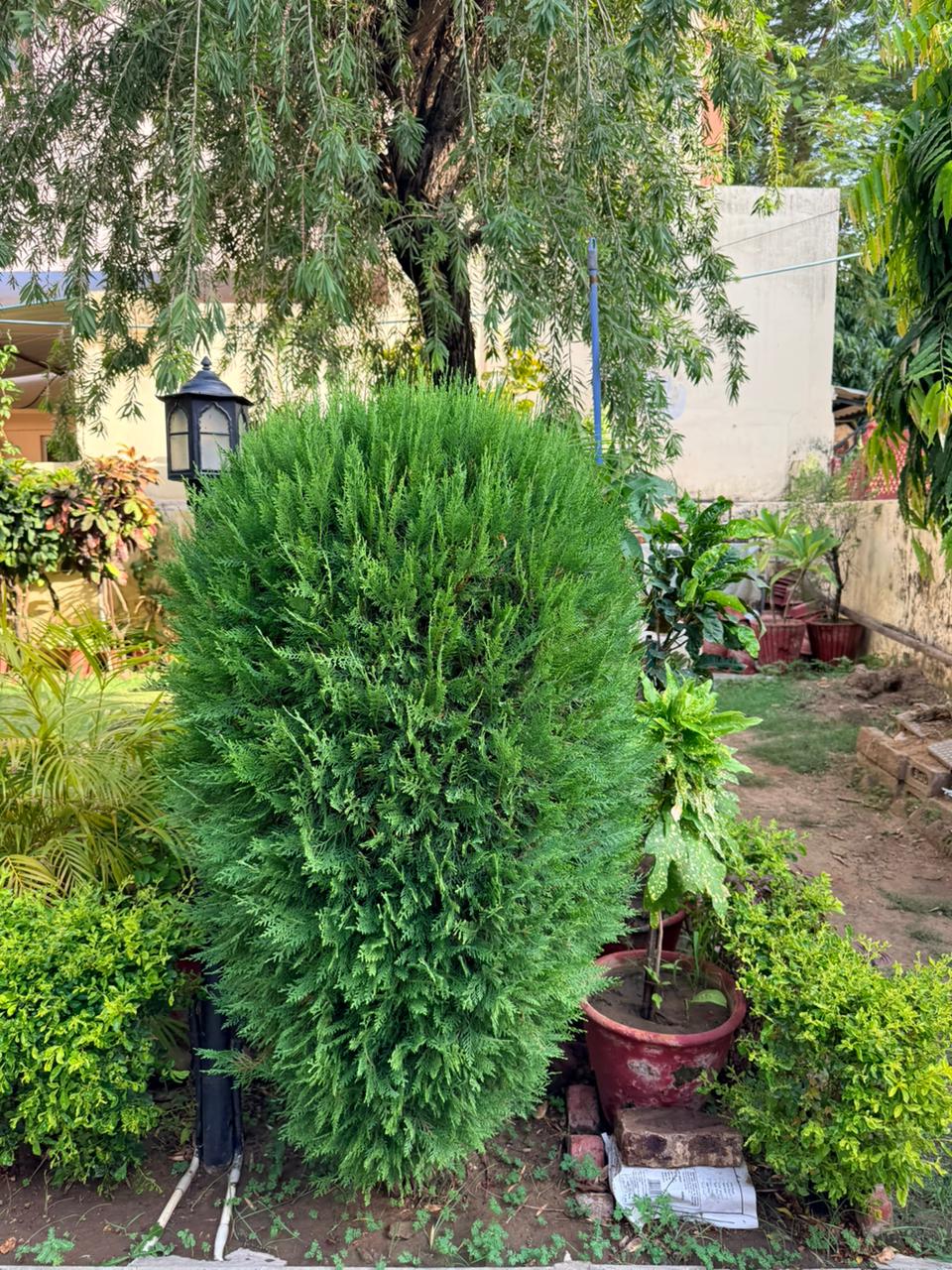 Sculpted garden topiary