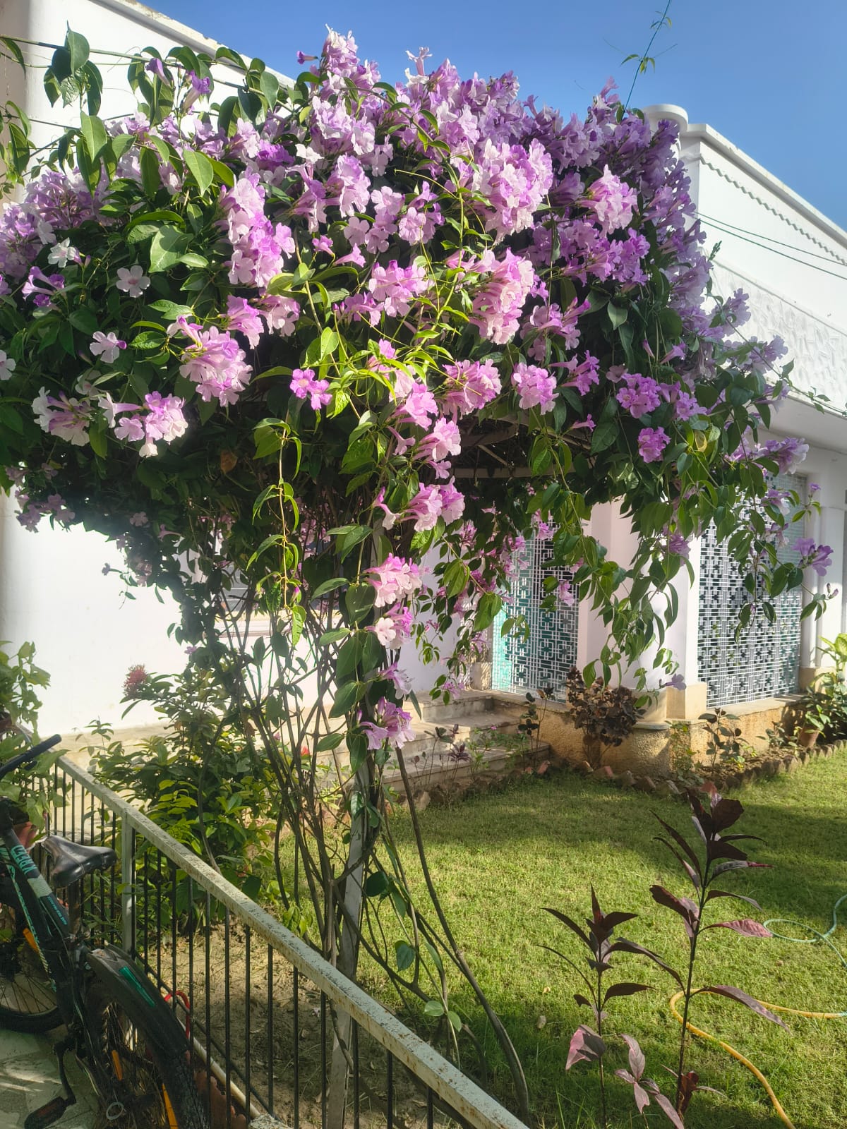 Flowering garden pergola